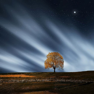 a片免费视频在线观看
